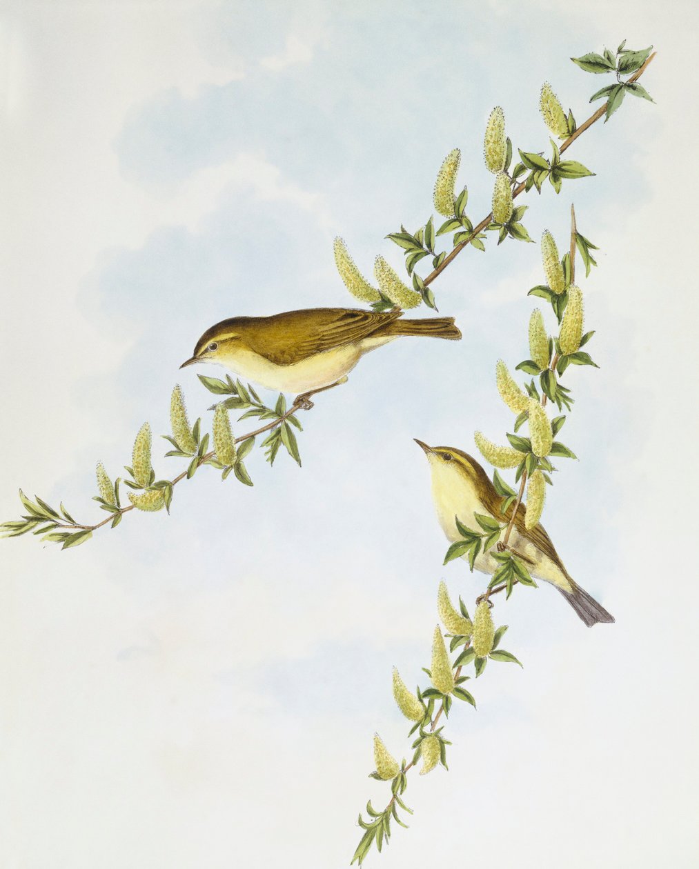 Pilsångare (Phylloscopus trochilus), Gravyr av John Gould av John Gould