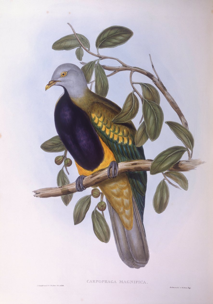 Wompoo fruktduva (Ptilinopus magnificus), gravyr av John Gould av John Gould