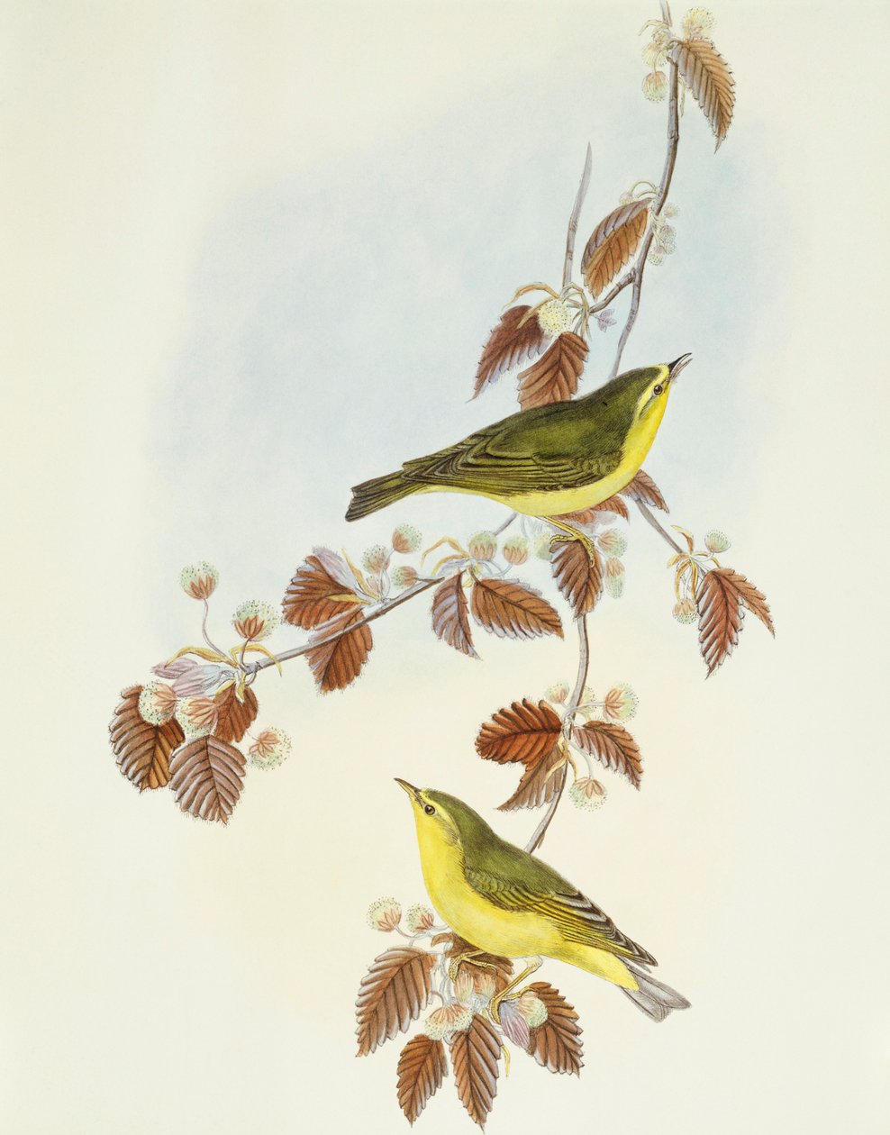 Träsångare (Phylloscopus sibilatrix), Gravyr av John Gould av John Gould
