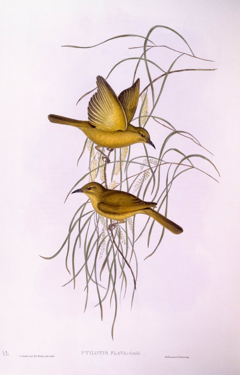 Gul honungsätare (Lichenostomus flavus), gravyr av John Gould av John Gould