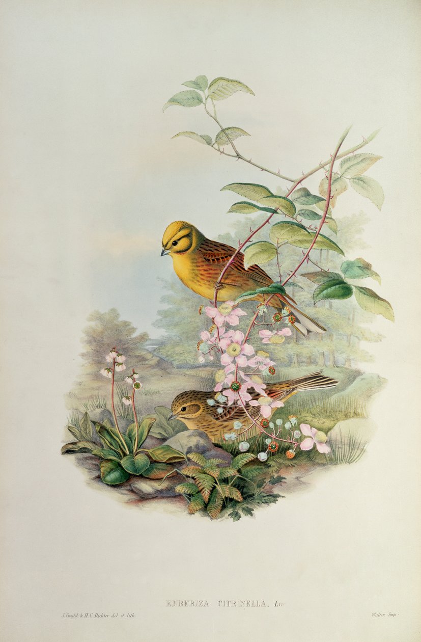 Gulsparv av John Gould