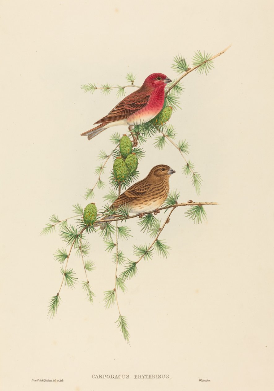 Carpodacus erythrinus (vanlig rosenfink) av John Gould and H.C. Richter
