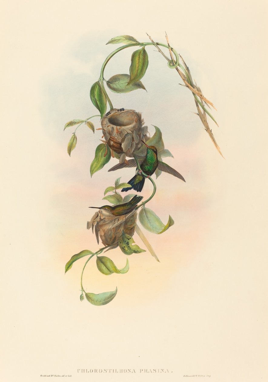 Chlorostilbona prasina (Puncherans smaragd) av John Gould and H.C. Richter