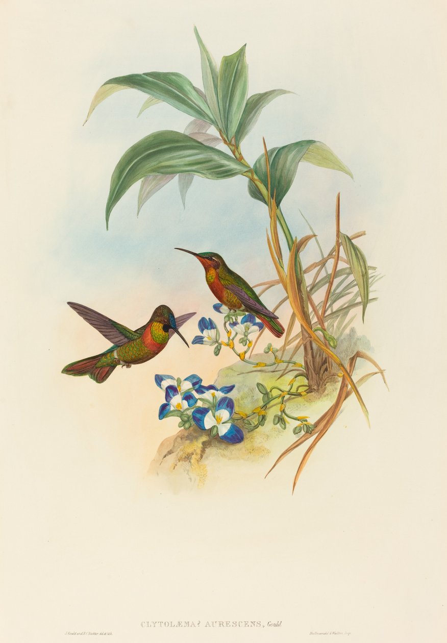 Clytolaema aurescens (Banded Ruby eller Gould