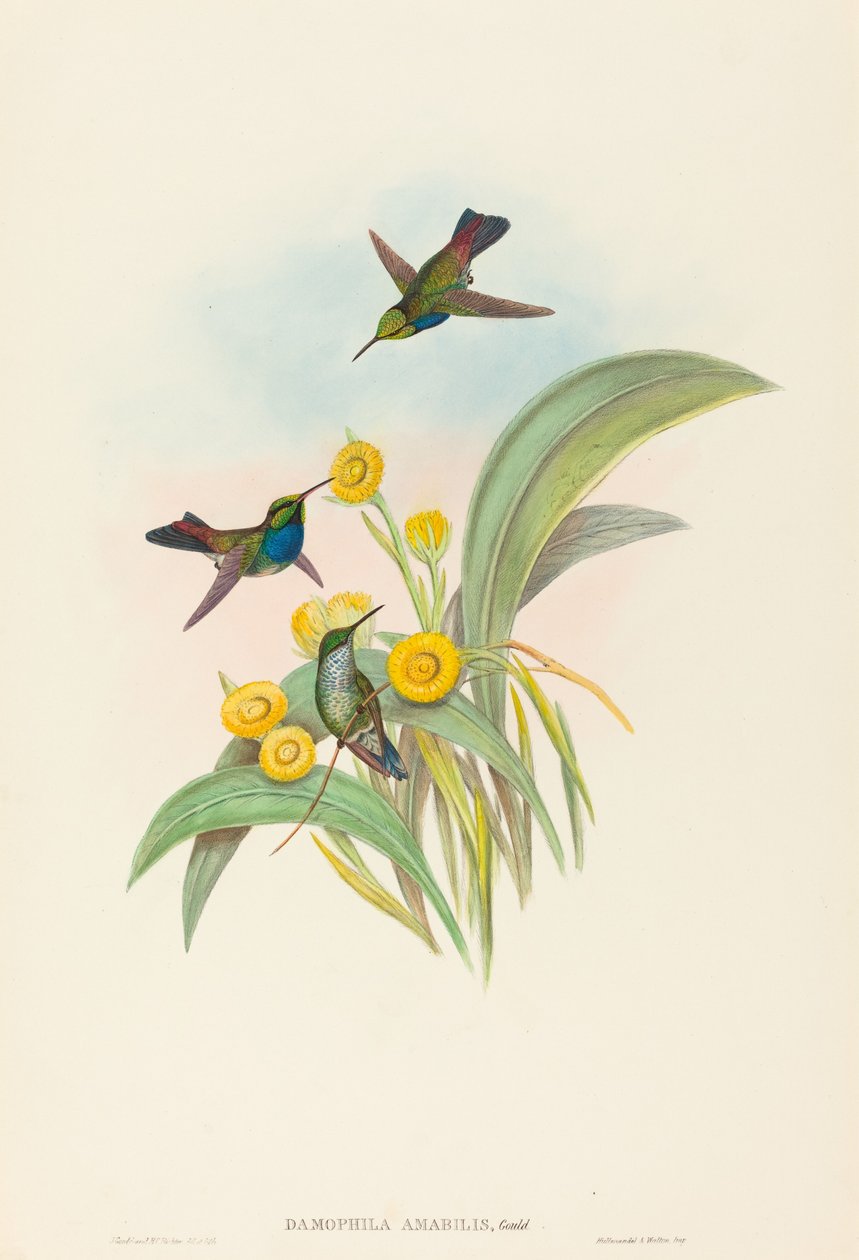 Damophila amabilis (blåbröst kolibri) av John Gould and H.C. Richter