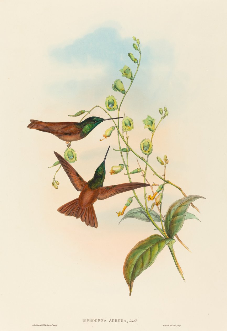 Diphogena aurora (Goulds regnbåge) av John Gould and H.C. Richter