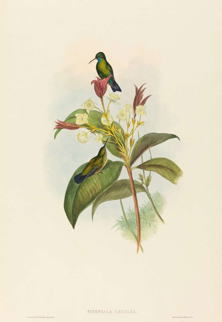 Blåkinnad safir av John Gould and H.C. Richter