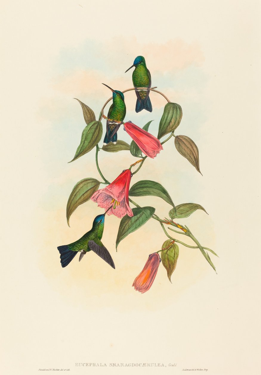 Eucephala smaragdocaerulea (Goulds tränymf) av John Gould and H.C. Richter