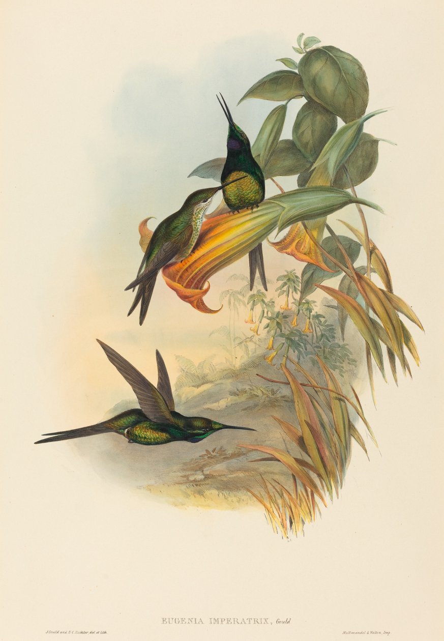 Kejsarinnan Hummingbird av John Gould and H.C. Richter