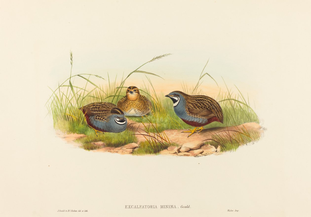 Excalftoria minima (blåbröst vaktel) av John Gould and H.C. Richter