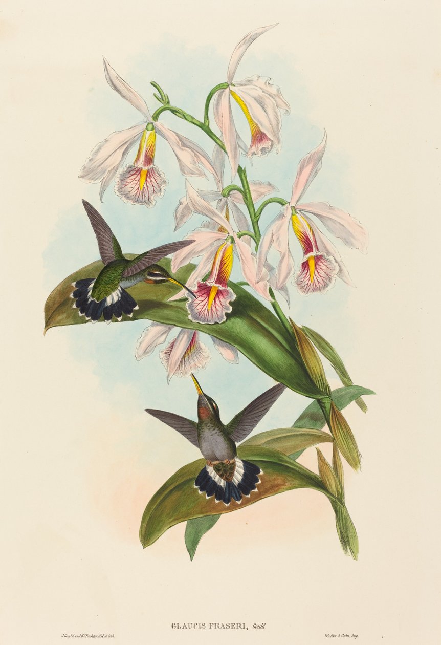 Glaucis fraseri (Frasers hullinghals) av John Gould and H.C. Richter