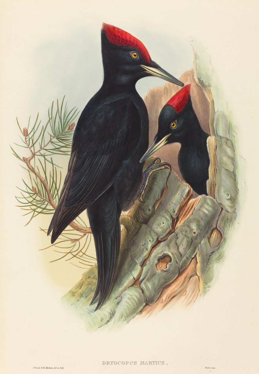 Stor svart hackspett (Dryocopus martius) av John Gould and H.C. Richter
