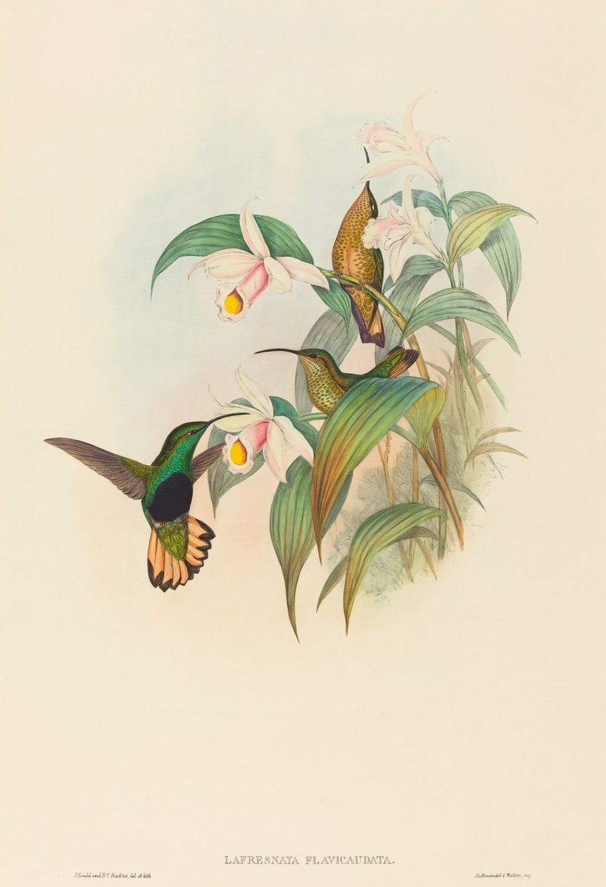 Lafresnaya flavicaudata (Buff-tailed Velvet-bröst) av John Gould and H.C. Richter