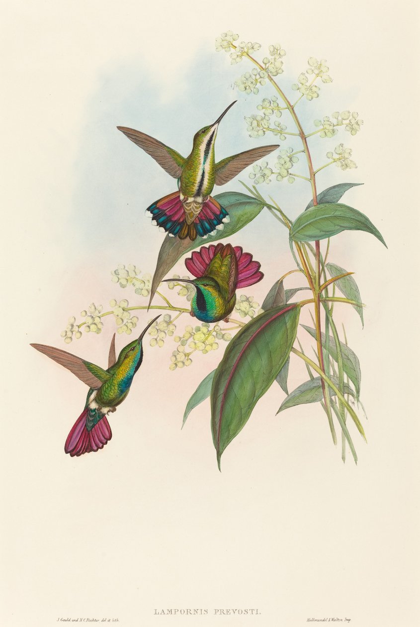 Lampornis prevosti av John Gould and H.C. Richter