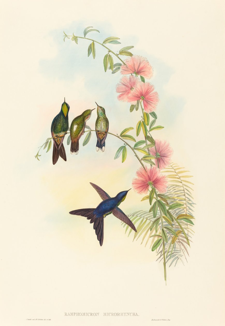 Ramphomicron microrhyncha (Smånäbbad törnbill) av John Gould and H.C. Richter