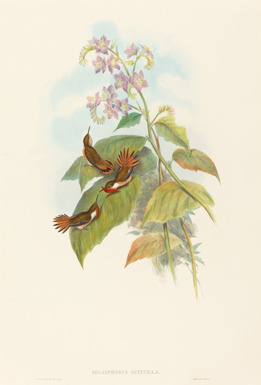 Blinkande kolibri av John Gould and H.C. Richter