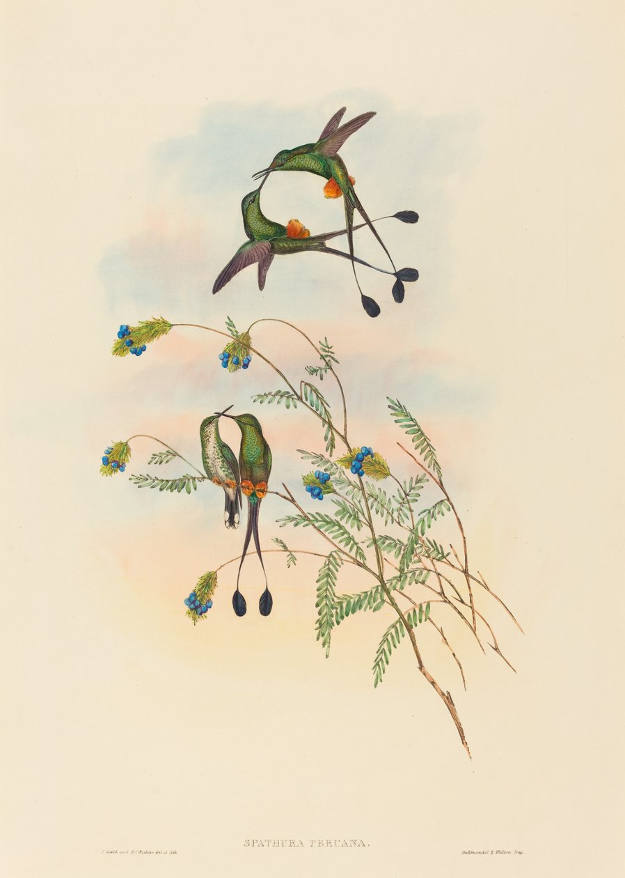 Spathura peruana (peruansk racket-svans) av John Gould and H.C. Richter