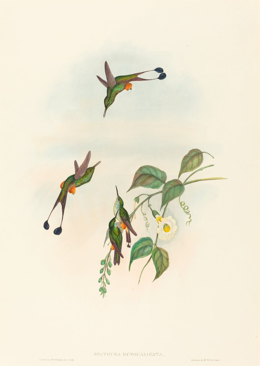Spathura rufocaligata (Racket-svans med röd stövlar) av John Gould and H.C. Richter