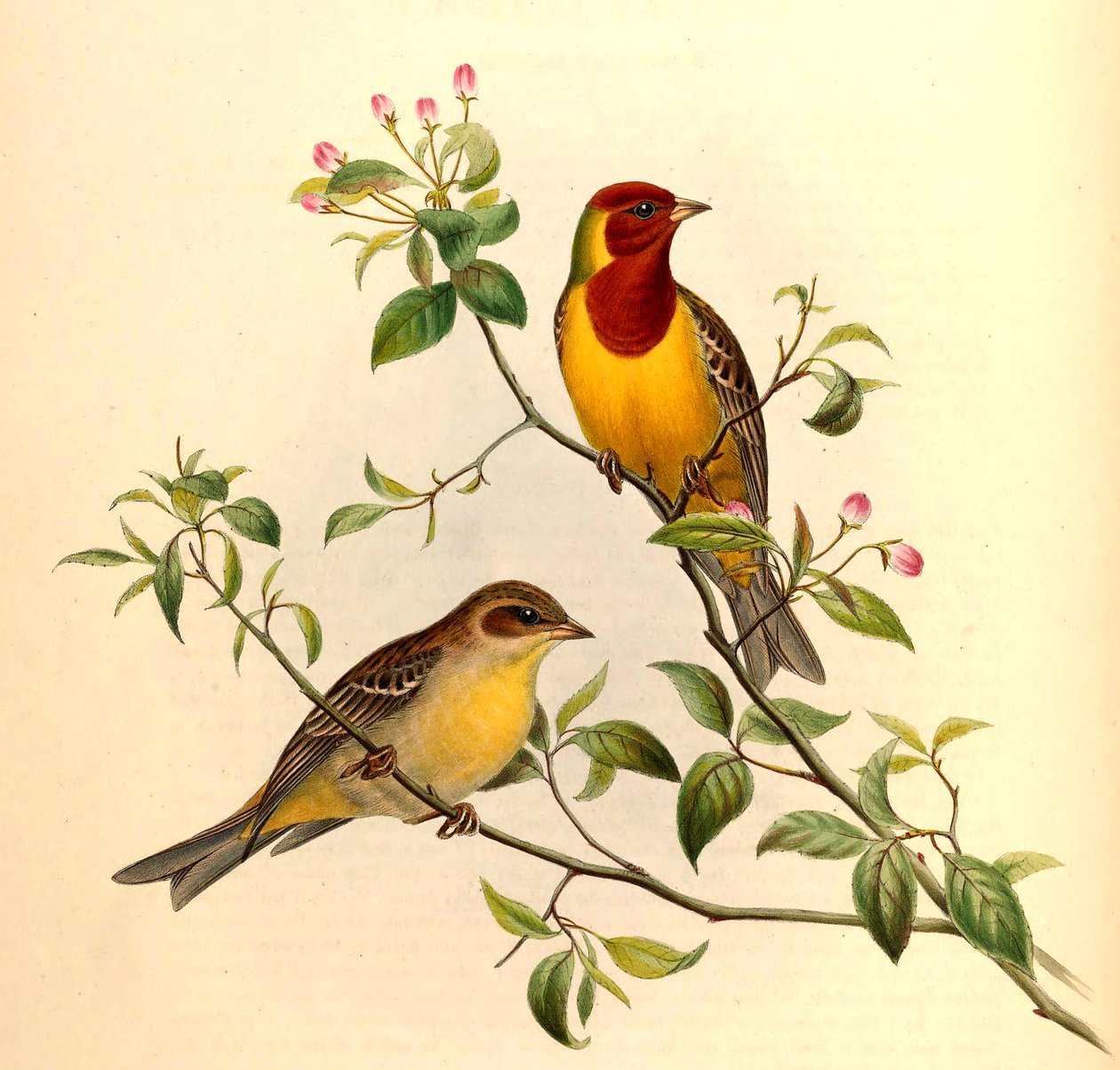 Rödhårig bunting Emberiza bruniceps Brandt av John Gould and Henry C. Richter