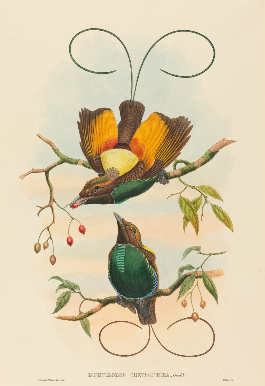 Diphyllodes chrysoptera (Magnificent Bird of Paradise) av John Gould and W. Hart