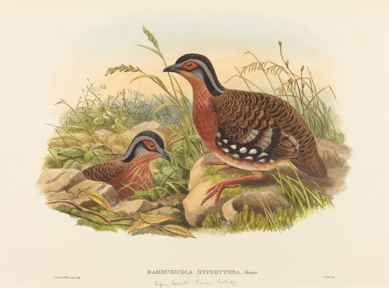 Rufous-breasted bambu rapphöna (Bambusicola Hyperythra) av John Gould and W. Hart