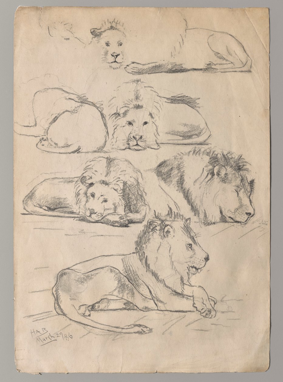 Studier av Lions av John Haberle