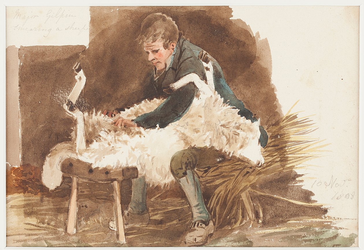 Kunyoa kondoo, 1808 (wc kwenye karatasi)swed av John Harden
