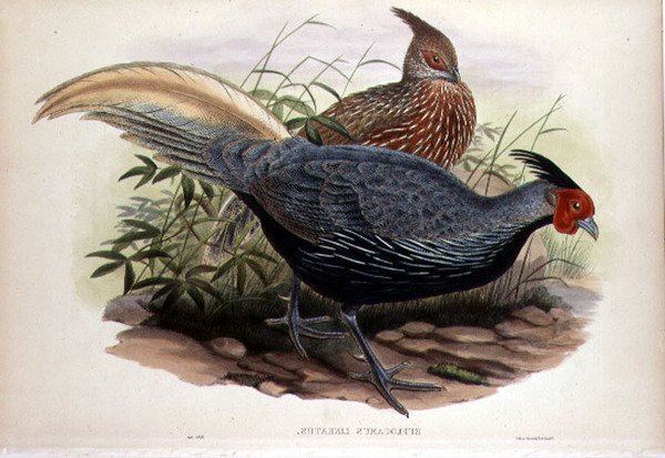 Euplocamus Lineatus, graverad av T. Walter, London, pub. mellan 1850-83 (handfärgad litho) av John and Hart William (after) Gould