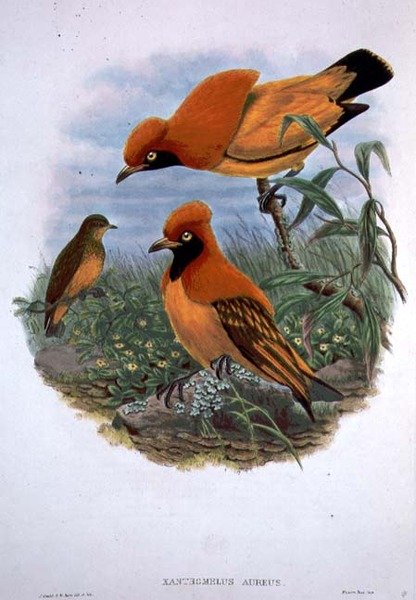 Xanthomelus Aureus (färg litho) av John and Hart William Gould