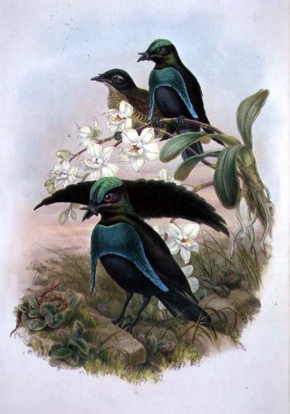 Lophornina - Superb Bird of Paradise (färg litho) av John and Hart William (after) Gould