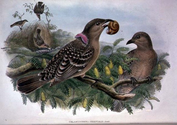 Chlamydera Orientalis (färg litho) av John and Hart William Gould