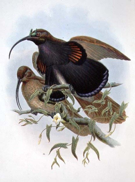Drepanornis Albertisi (färg litho) av John and Hart William Gould