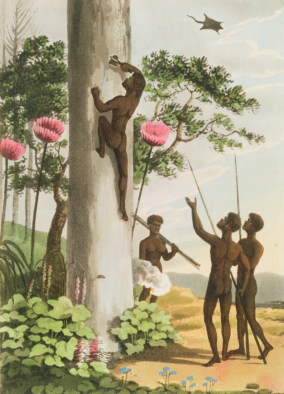 Climbing Trees, aborigines i New South Wales graverade av Matthew Dubourg (fl.1813-1820) pub. 1813 av John Heaviside Clark