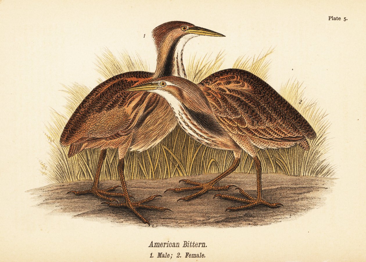 Amerikansk bitternöt, Botaurus lentiginosus, hane 1, hona 2 av John James (after) Audubon