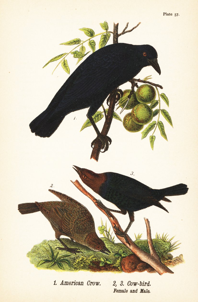 Amerikansk kråka, Corvus brachyrhynchos 1, och brunhuvad kofågel, Molothrus ater, hona 2 och hane 3 av John James (after) Audubon