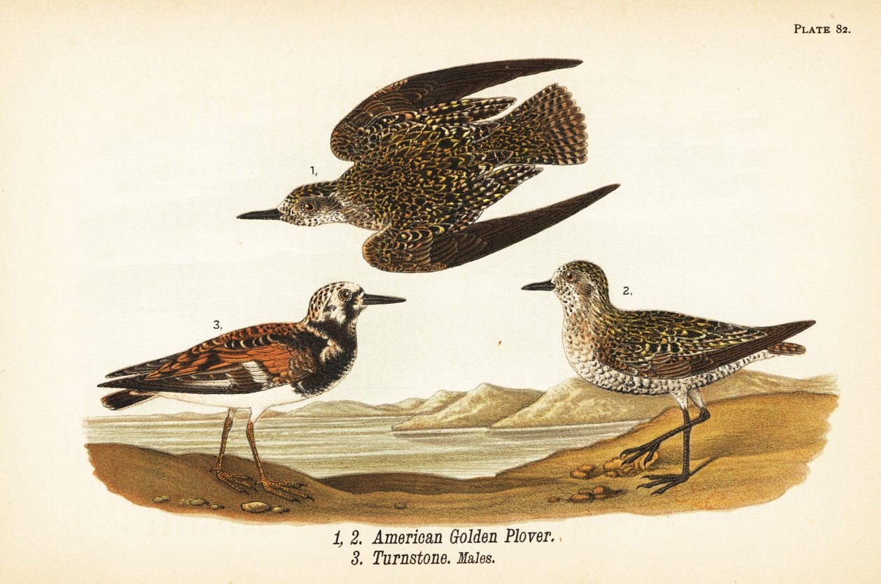 Amerikansk guldpipare, Rain Sunday 1,2, och Ruddy turnstone, Sand interpreter turnstone 3 av John James (after) Audubon