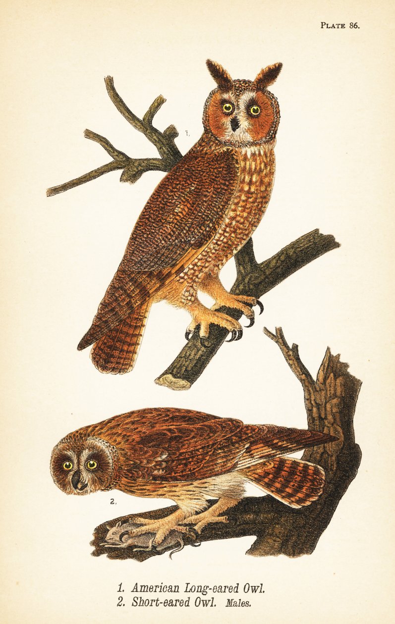 Amerikansk långöra, Asio otus 1, och kortöra med byte, Asio flammeus 2, hanar av John James (after) Audubon