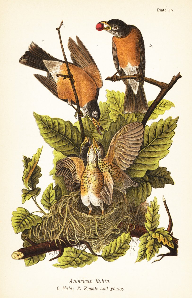 Amerikansk rödhake, Turdus migratorius, hane 1, hona 2 och unga i bo av John James (after) Audubon
