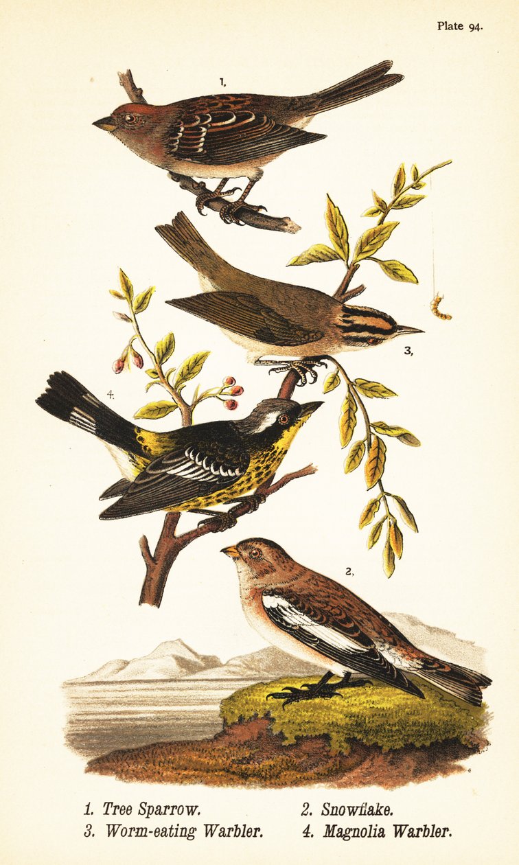 Amerikansk trädsparv, Spizelloides arborea 1, snöflinga eller snösparv, Plectrophenax nivalis 2, maskätande sångare, Helmitheros vermivorum 3 och magnoliasångare, Setophaga magnolia 4 av John James (after) Audubon