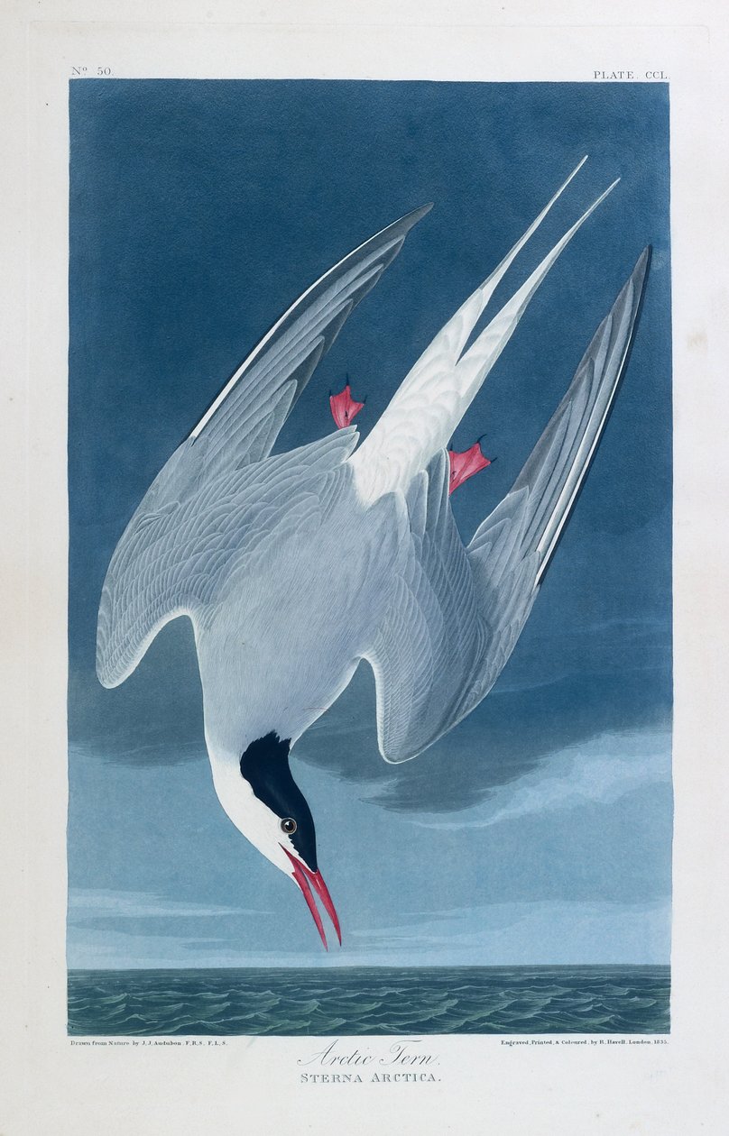 Fisktärna, fåglar i Amerika av John James (after) Audubon