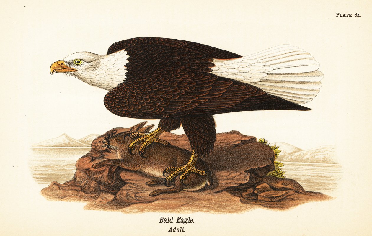 Skallig örn, Haliaeetus leucocephalus, vuxen med kaninbyte av John James (after) Audubon
