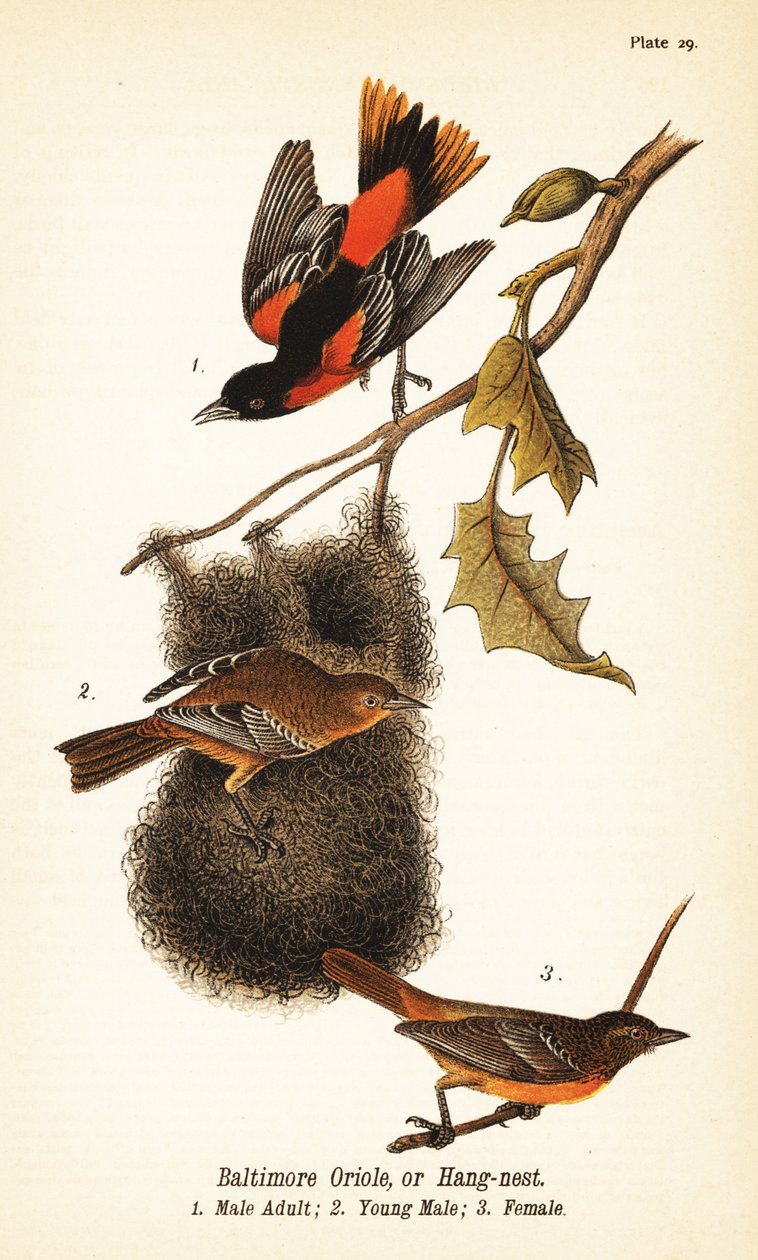Baltimore oriole eller hängbo, Icterus galbula av John James (after) Audubon