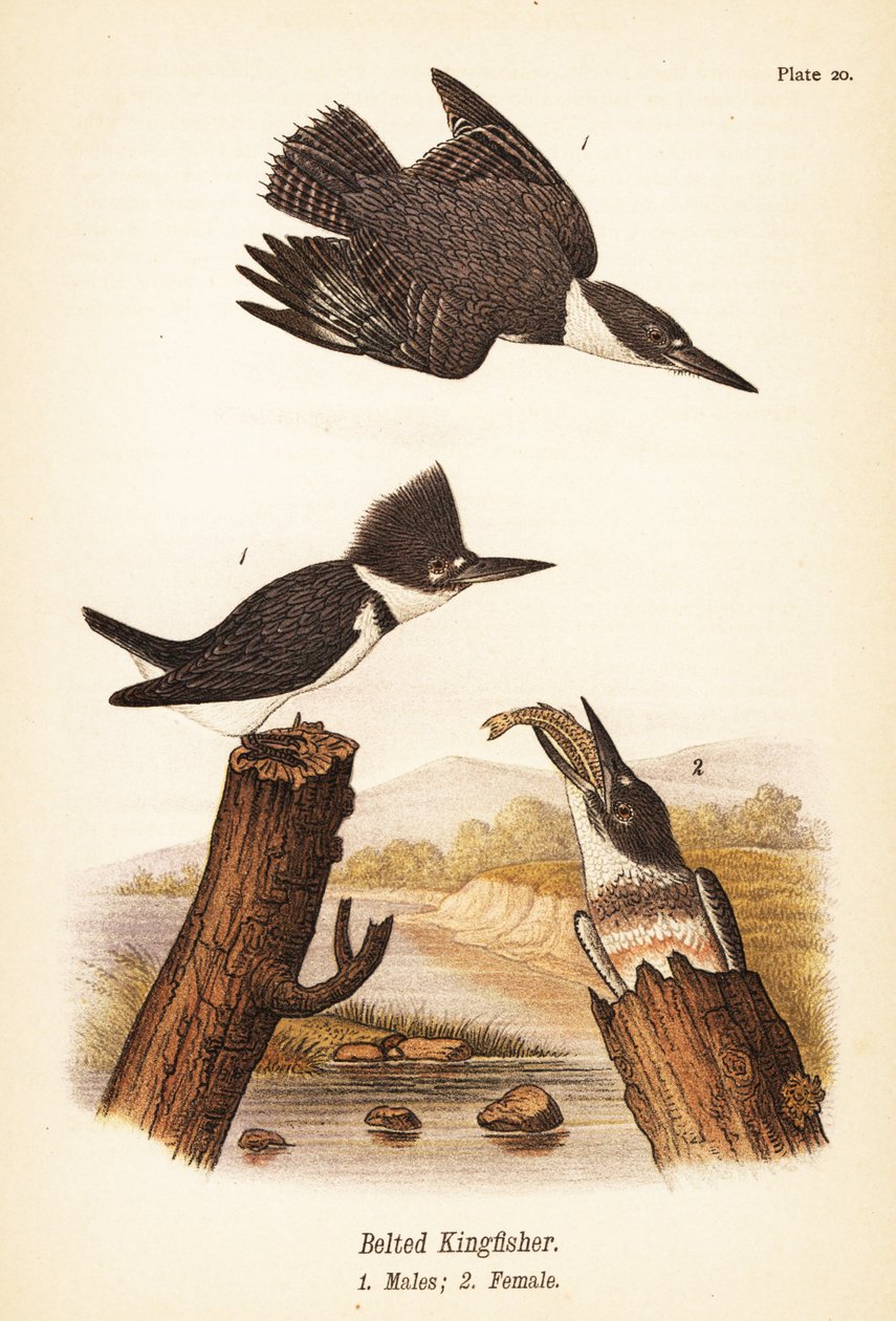 Bältad kungsfiskare, Megaceryle alcyon, hanar 1, hona 2 av John James (after) Audubon