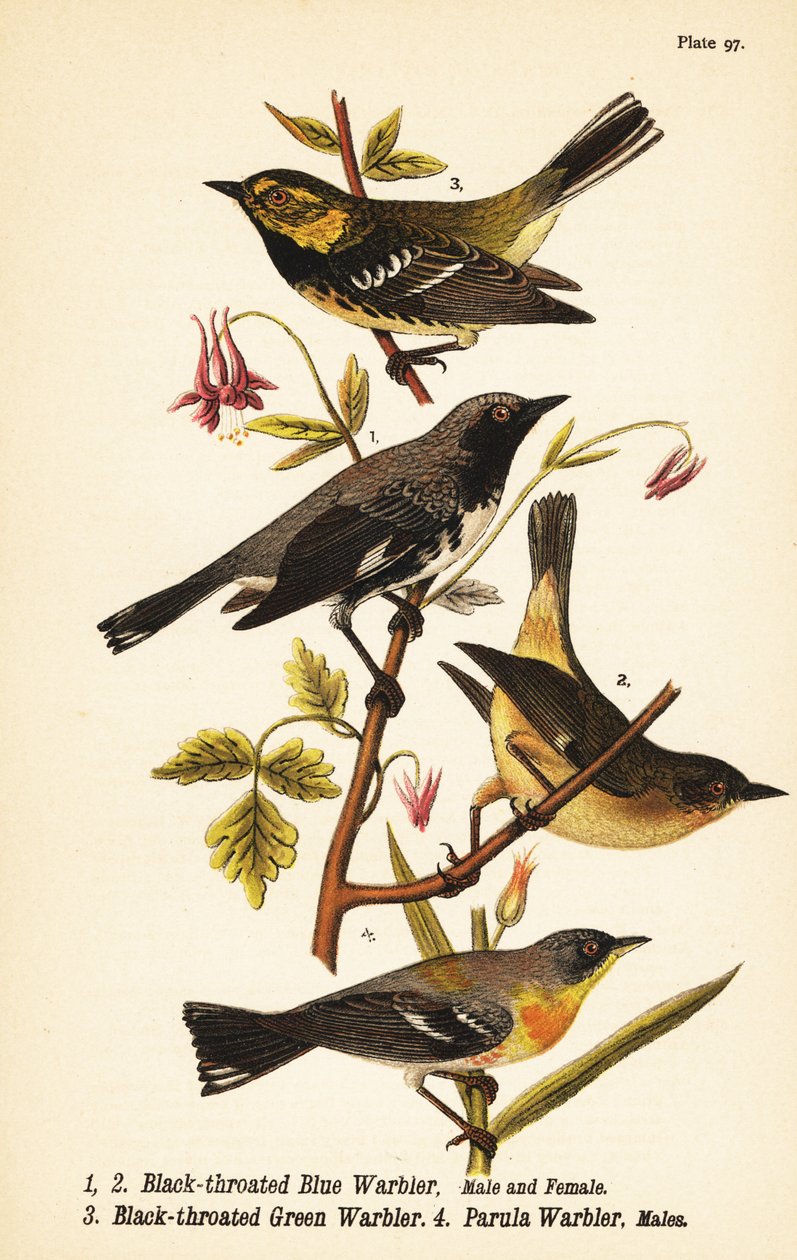Svartstrupig blåsångare, Setophaga caerulescens 1,2, svartstrupig grönsångare, Setophaga virens 3 och nordlig parula, Setophaga americana 4 av John James (after) Audubon