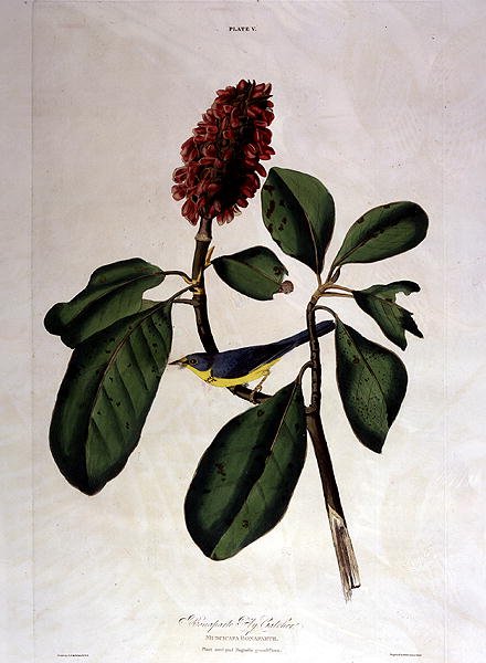 Bonaparte Fly Catcher, från 