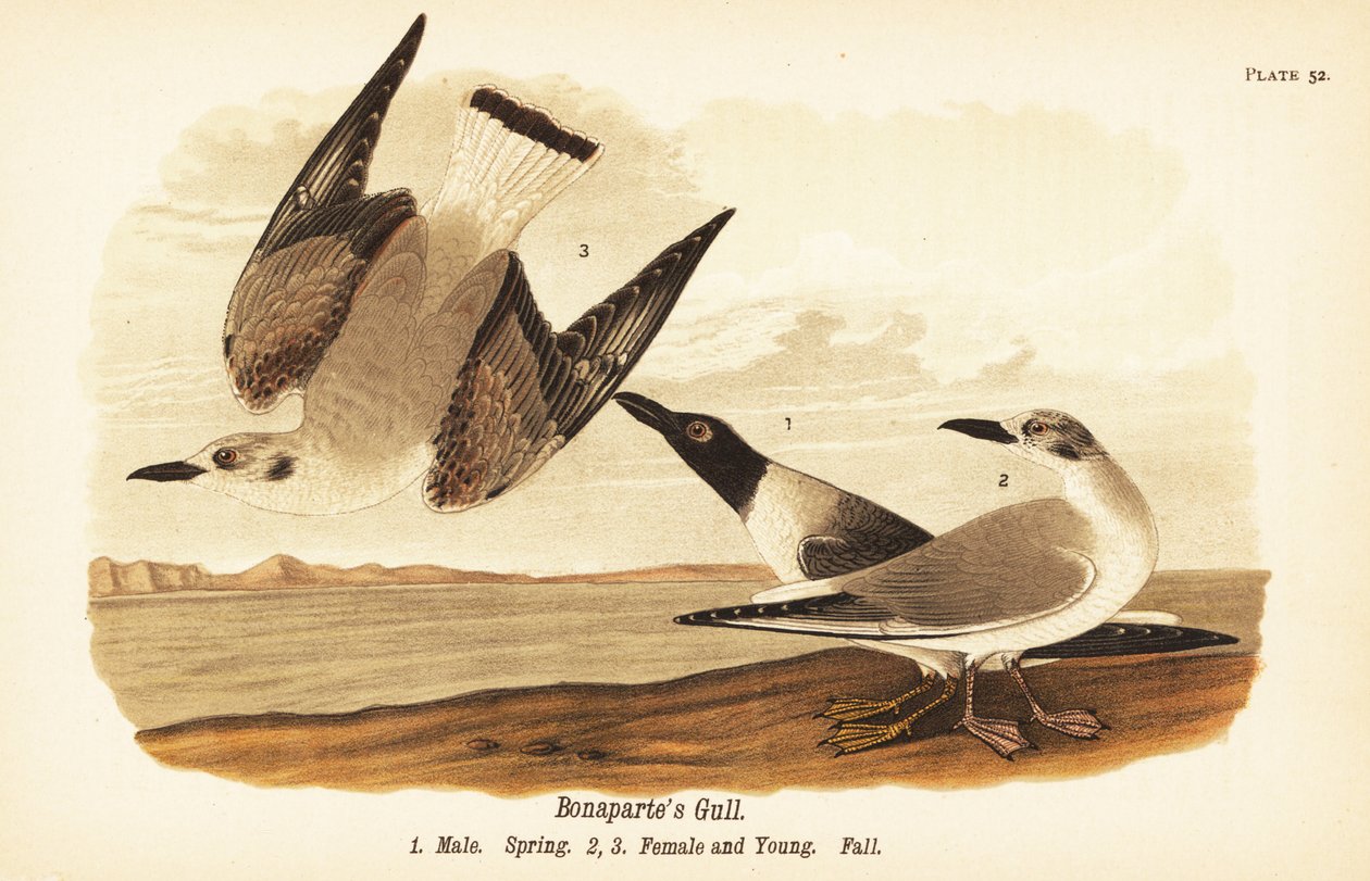 Bonapartes mås, Chroicocephalus philadelphia, hane vår 1, hona 2 och unga 3 i höstfjäderdräkt av John James (after) Audubon