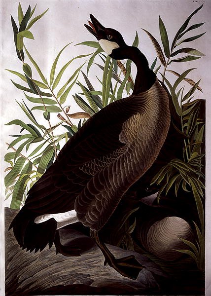 Canada Goose, från 