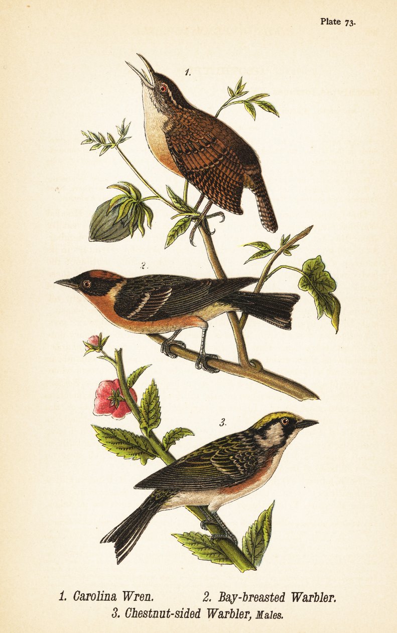 Carolina gärdsmyg, Thryothorus ludovicianus 1, vikbröstsångare, Setophaga castanea 2, kastanjsångare, Setophaga pensylvanica 3 av John James (after) Audubon