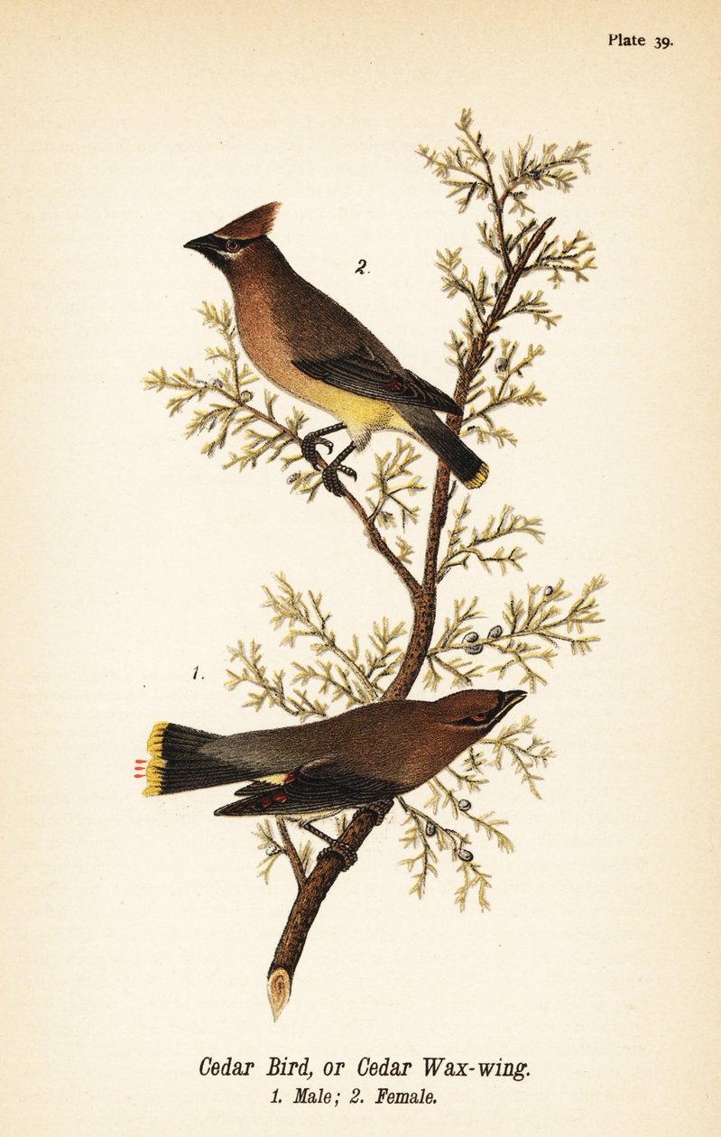 Cedervaxvinge, Bombycilla cedrorum Cederfågel eller cedervaxvinge, hane 1, hona 2 av John James (after) Audubon