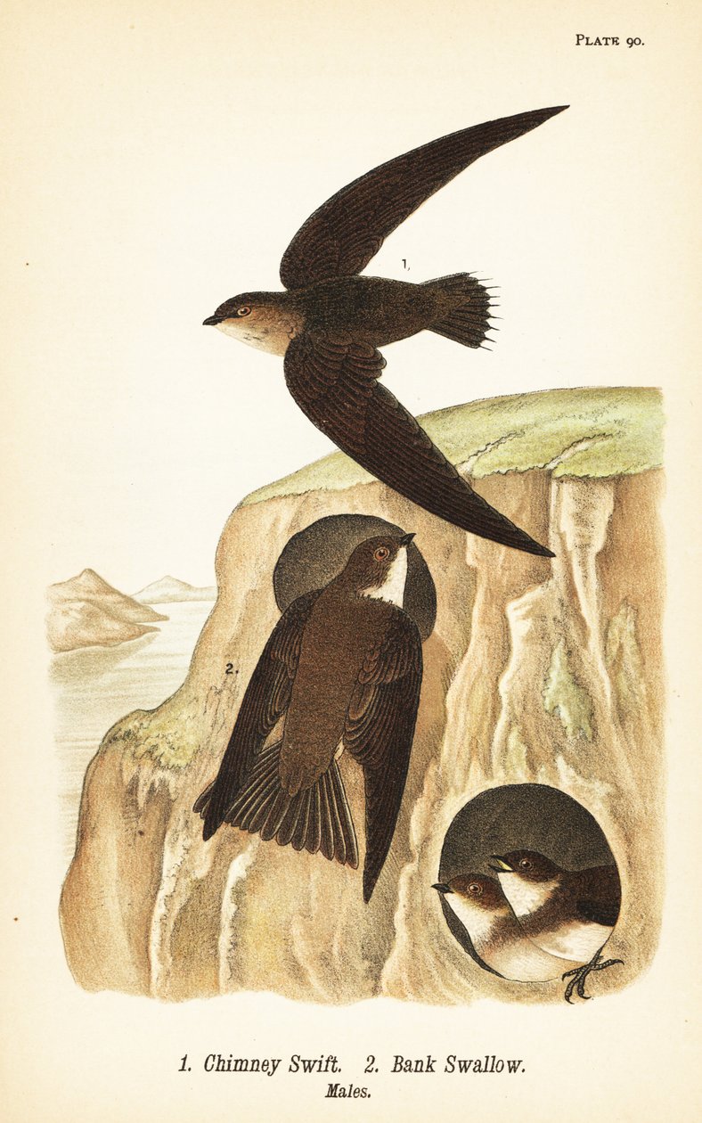 Skorstenssvala, Chaetura pelagica 1, banksvala, Riparia riparia 2, hanar av John James (after) Audubon